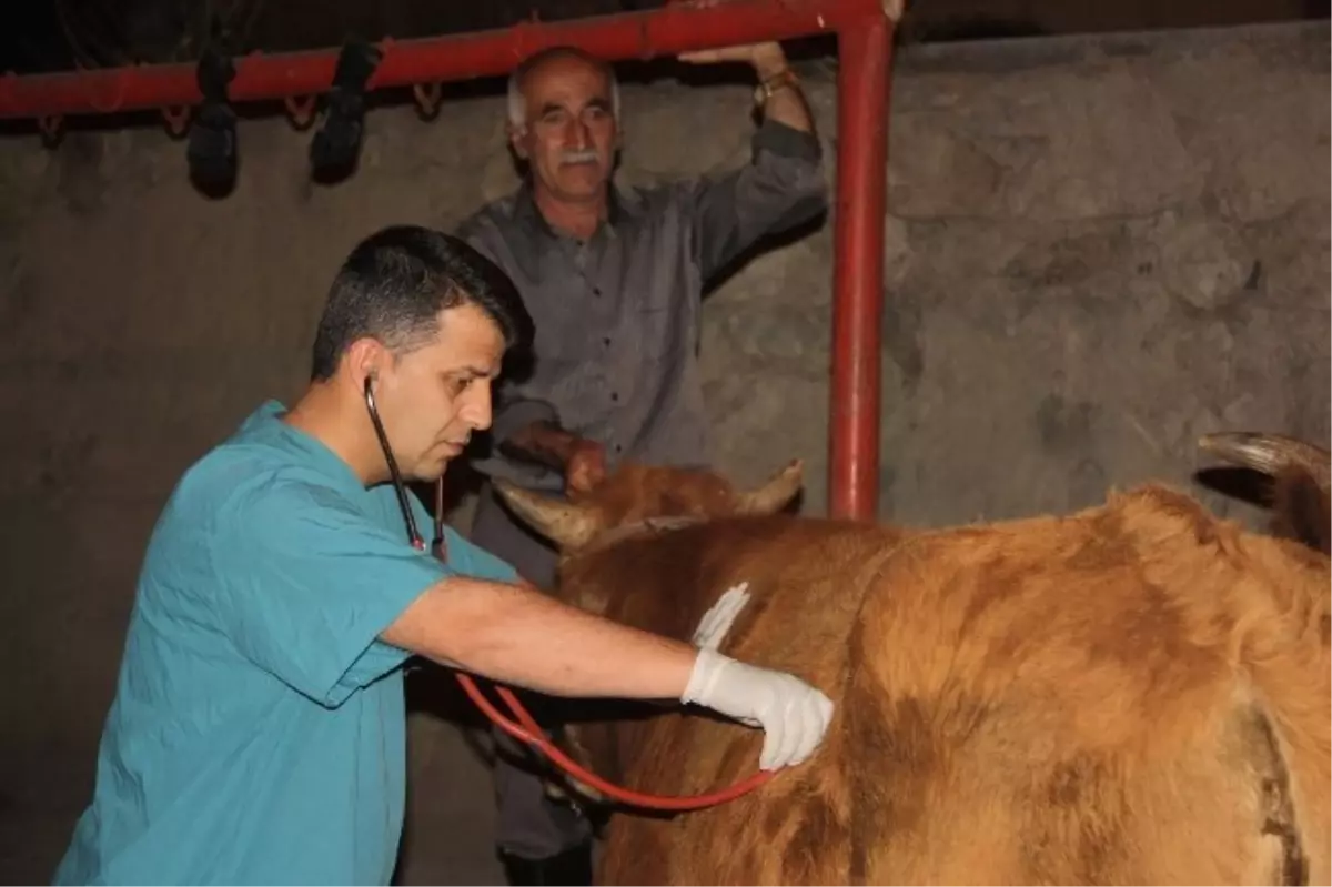 Mezbahanede Kesim Denetimleri Yapıldı