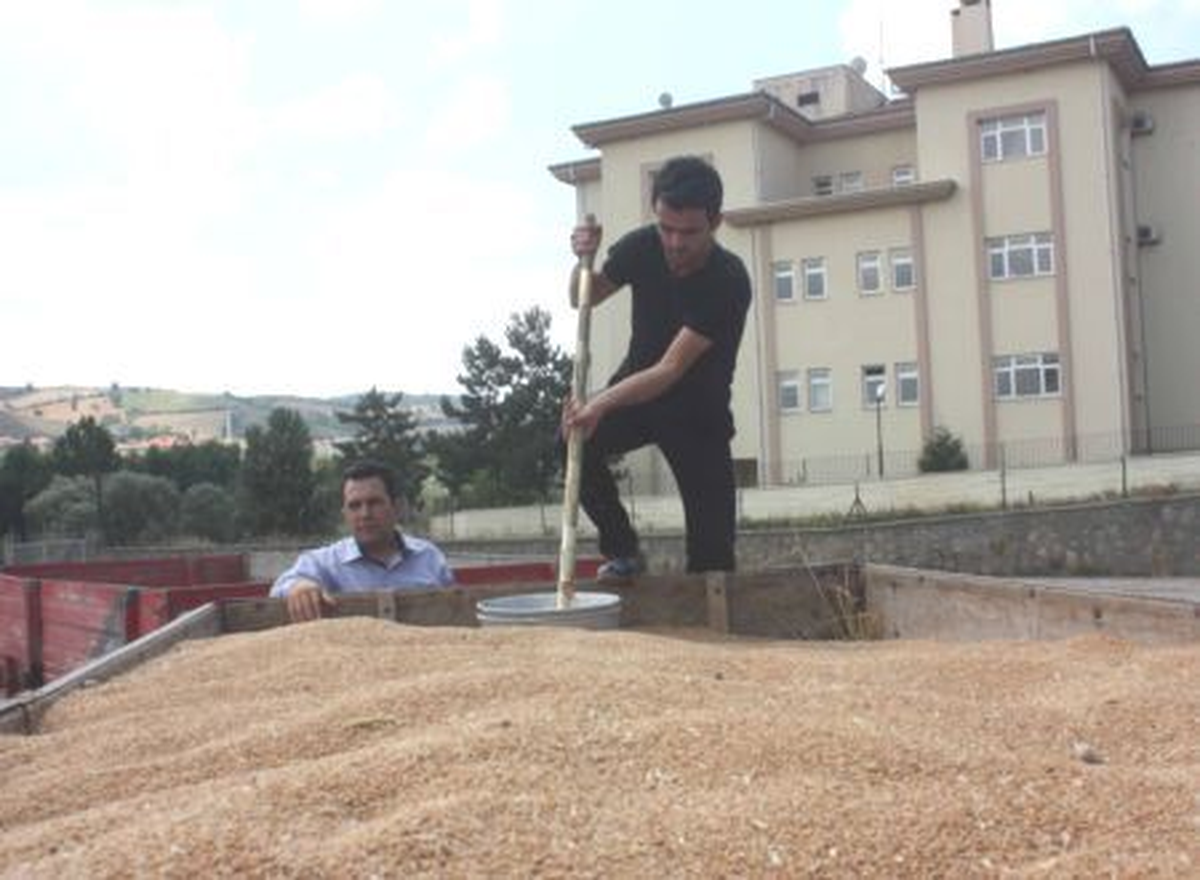 TMO\'nun Buğday Alımı