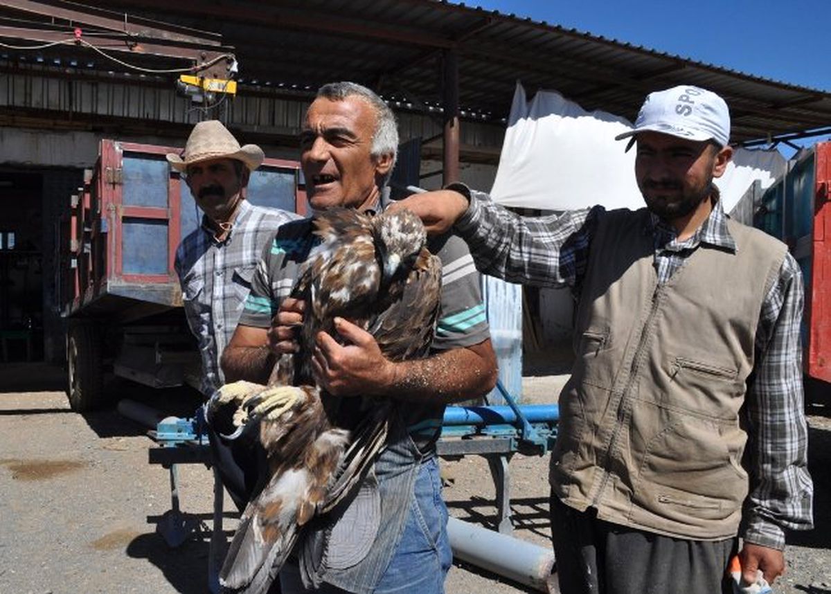 Yaralı Kartal Tedavi Altına Alındı