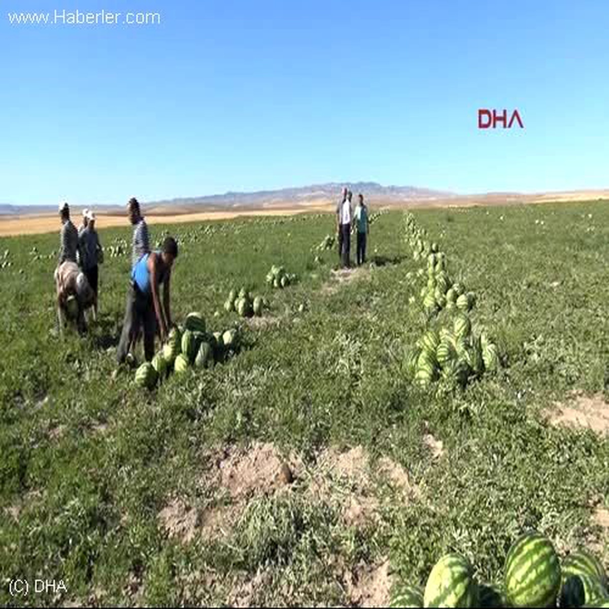 Yozgat\'ta Organik Karpuz Çiftçiyi Memnun Etti