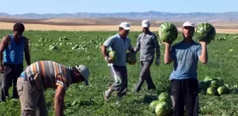 Yozgat'ta Organik Karpuz Hasadı Başladı