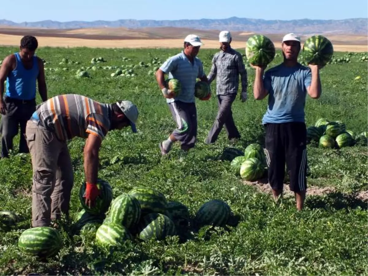 Yozgat\'ta Organik Karpuz Hasadı Başladı