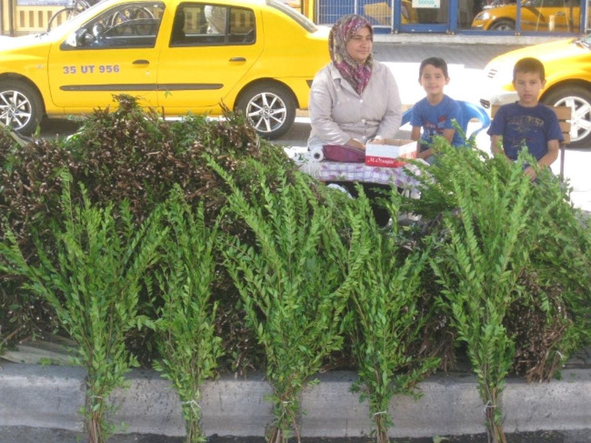 Bayram Öncesi Gelir Kapısı: Yaban Mersini