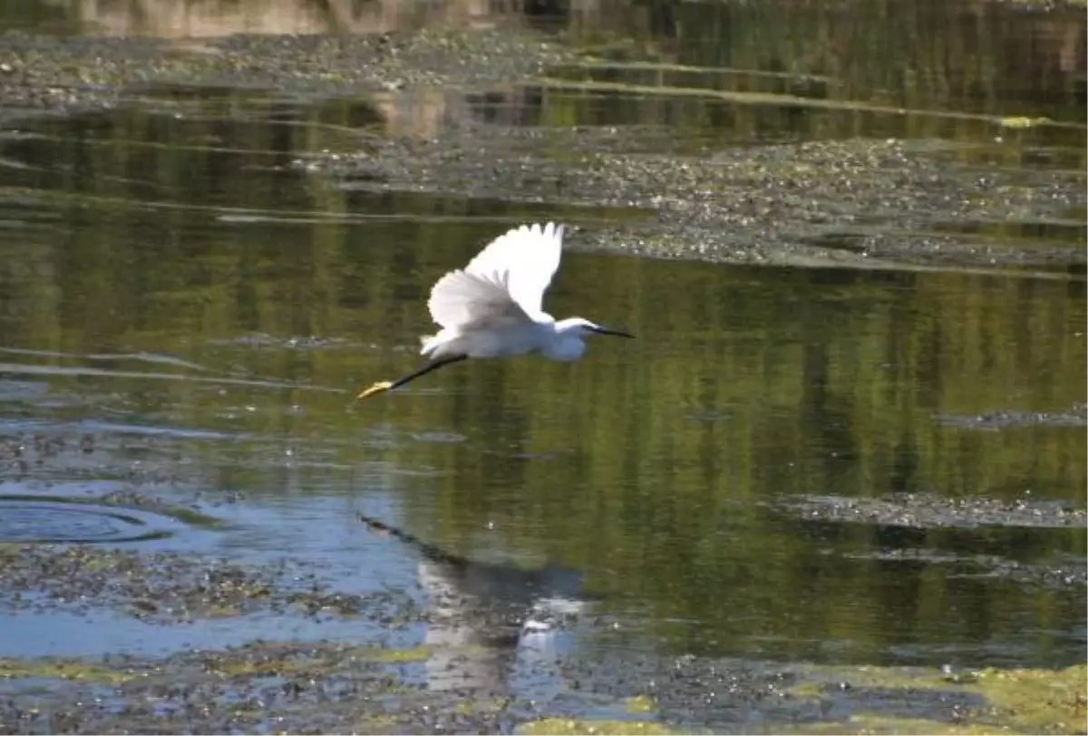 Kızılırmak Deltası\'nda 11 Yılda 75 Bin Kuş Halkalandı
