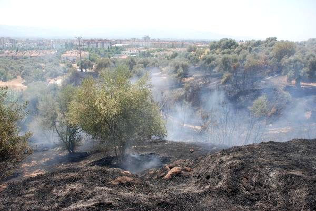 Maytap, 70 Zeytin Ağacını Yaktı