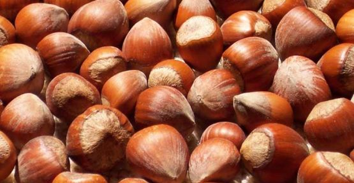 Fındığınızı Pazara Erken İndirmeyin Uyarısı