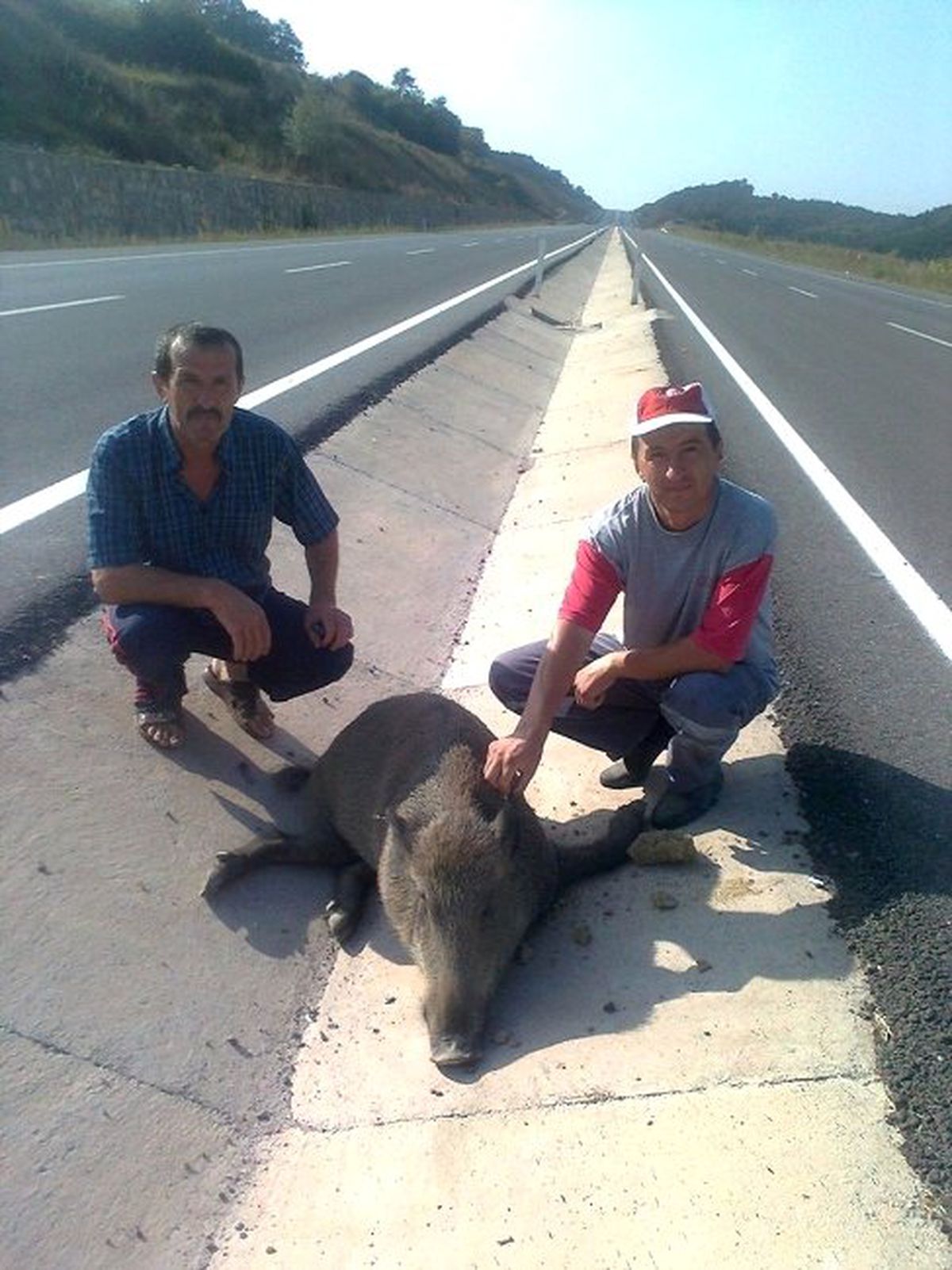 Ölen Domuzları Traktöre Bağlayıp Çektiler