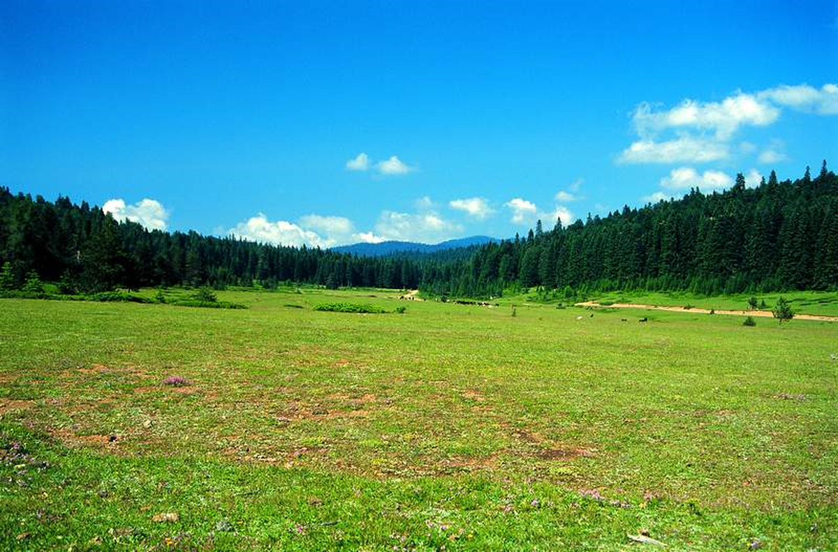 Yayla Sorunu Çözülüyor