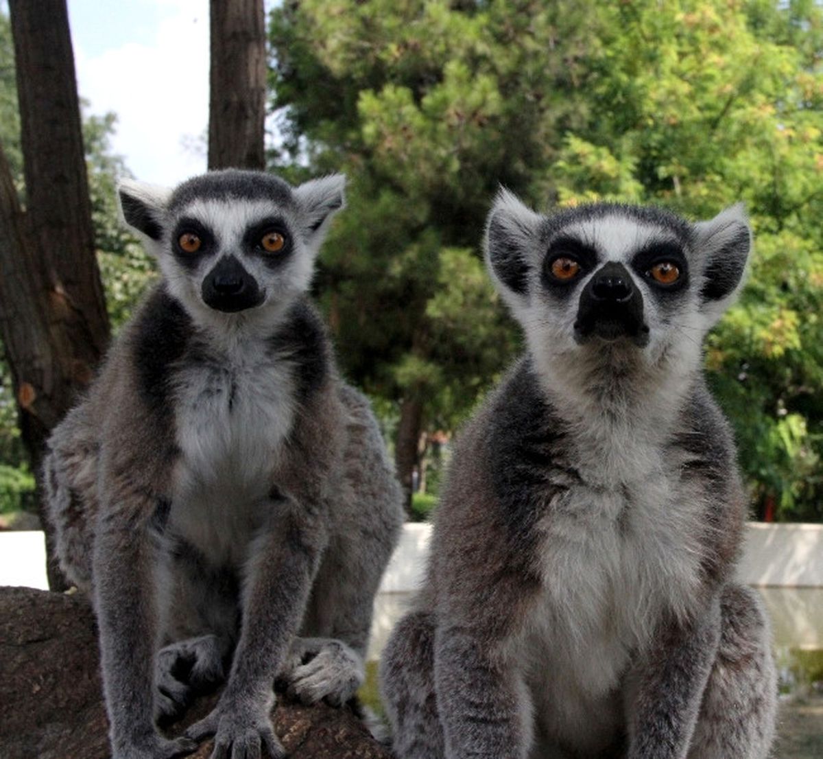 Sevimli Lemurdan, Elleriyle Besleyen Bakıcısına Teşekkür