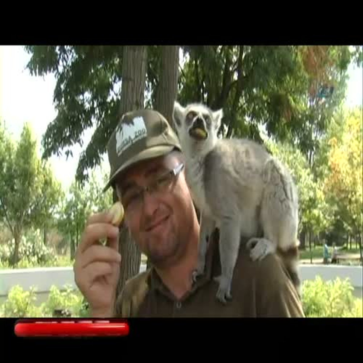 Sevimli Lemurdan Bakıcısına Teşekkür