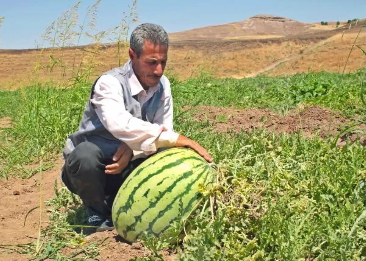 8 Kez Şampiyon Olan Karpuzcu, 9\'uncusu İçin Hazırlanıyor