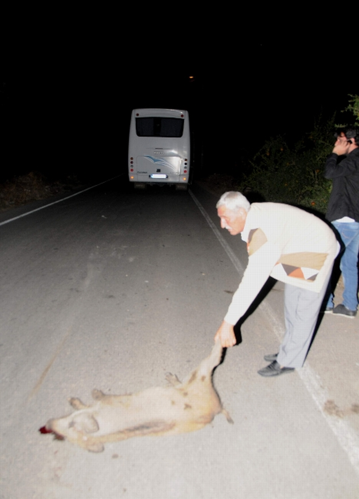 Konyaaltı\'nda Midibüs Domuz Sürüsüne Çarptı