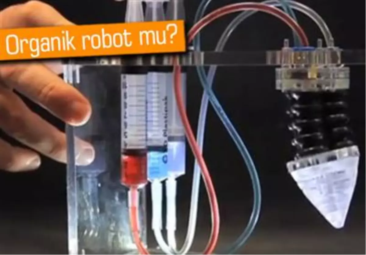 Bitkiler Gibi Gelişecek Bir Robot Üretiliyor