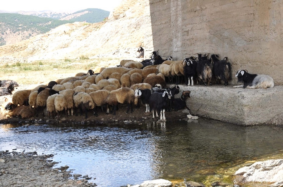 Çözüm Süreci ile Birlikte Yaylalar Şenlendi