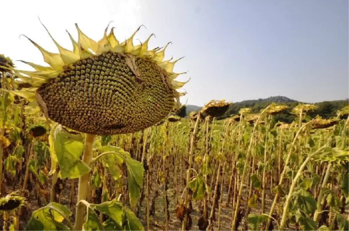 Kurak Topraklarda Buğdayın Alternatifi Ayçiçeği