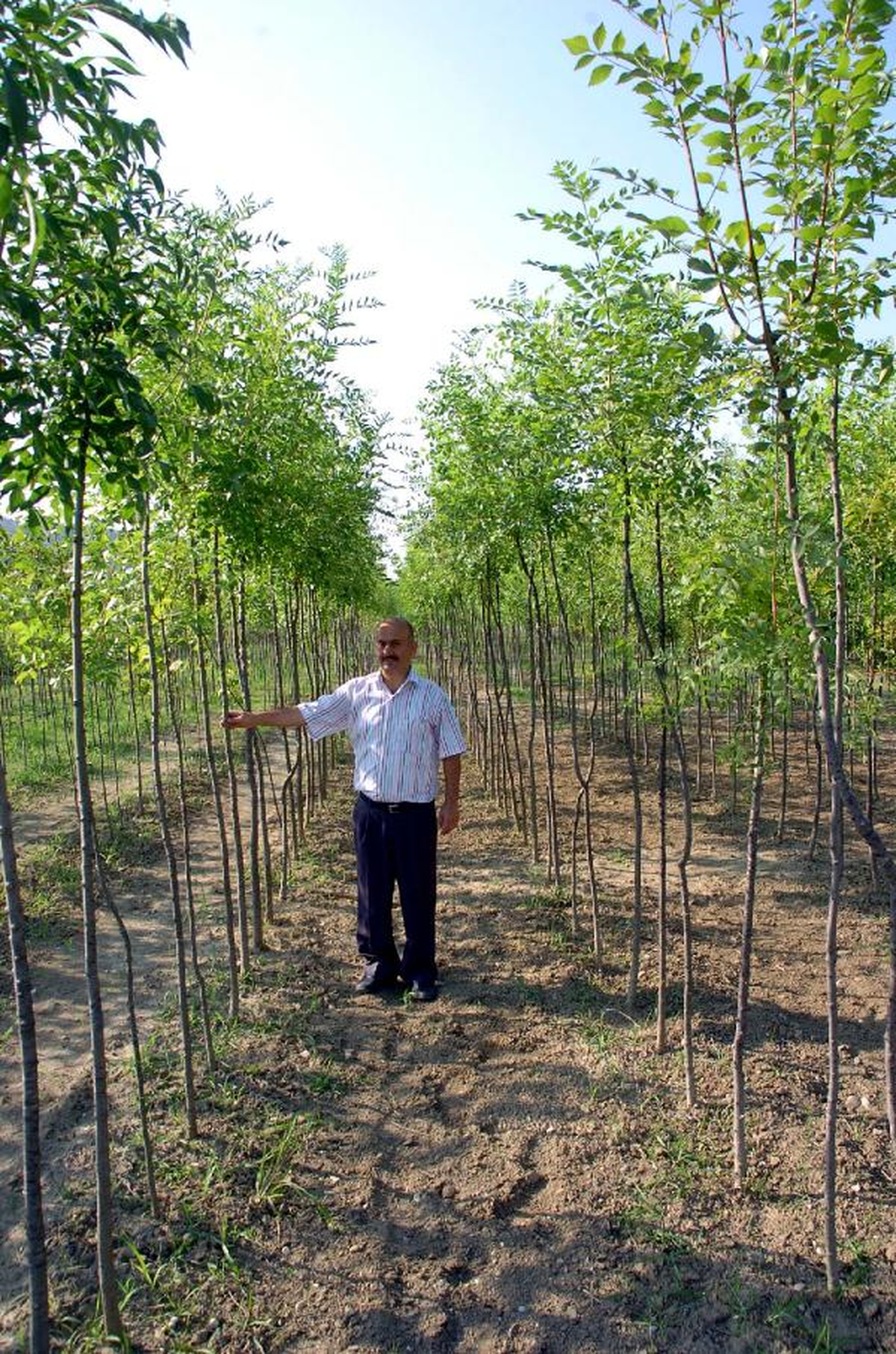 Batı Karadeniz, Zonguldak\'ın Fidanlarıyla Ağaçlandırılıyor