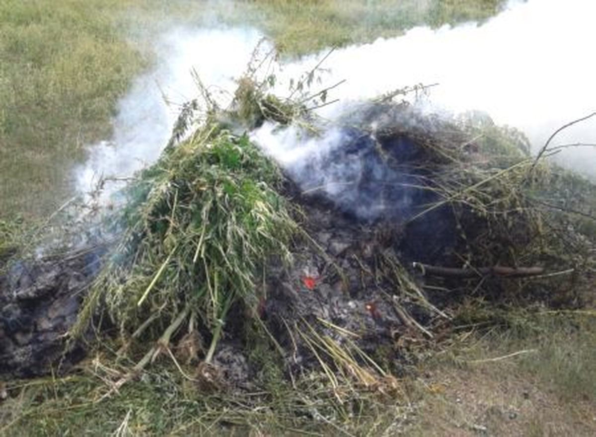Çanakkale\'de 246 Kök Hint Keneviri İmha Edildi
