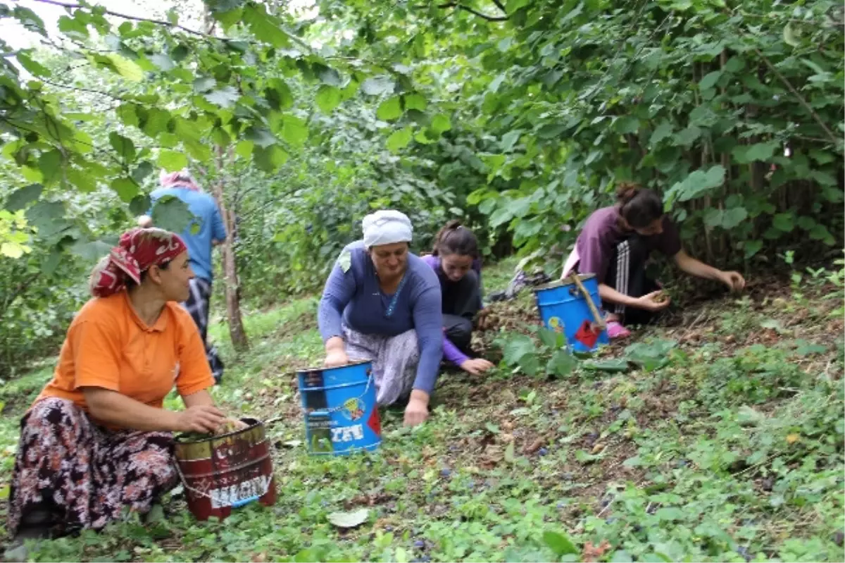 Fındıkta Kampanya Etkili Oldu