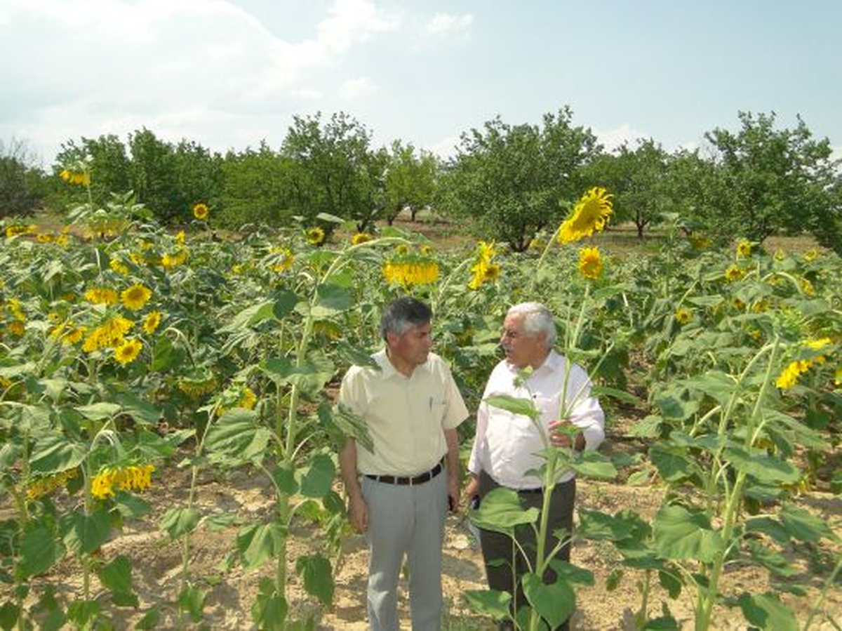 Ayçiçeği Üreticisi Hükümetten Destek Bekliyor