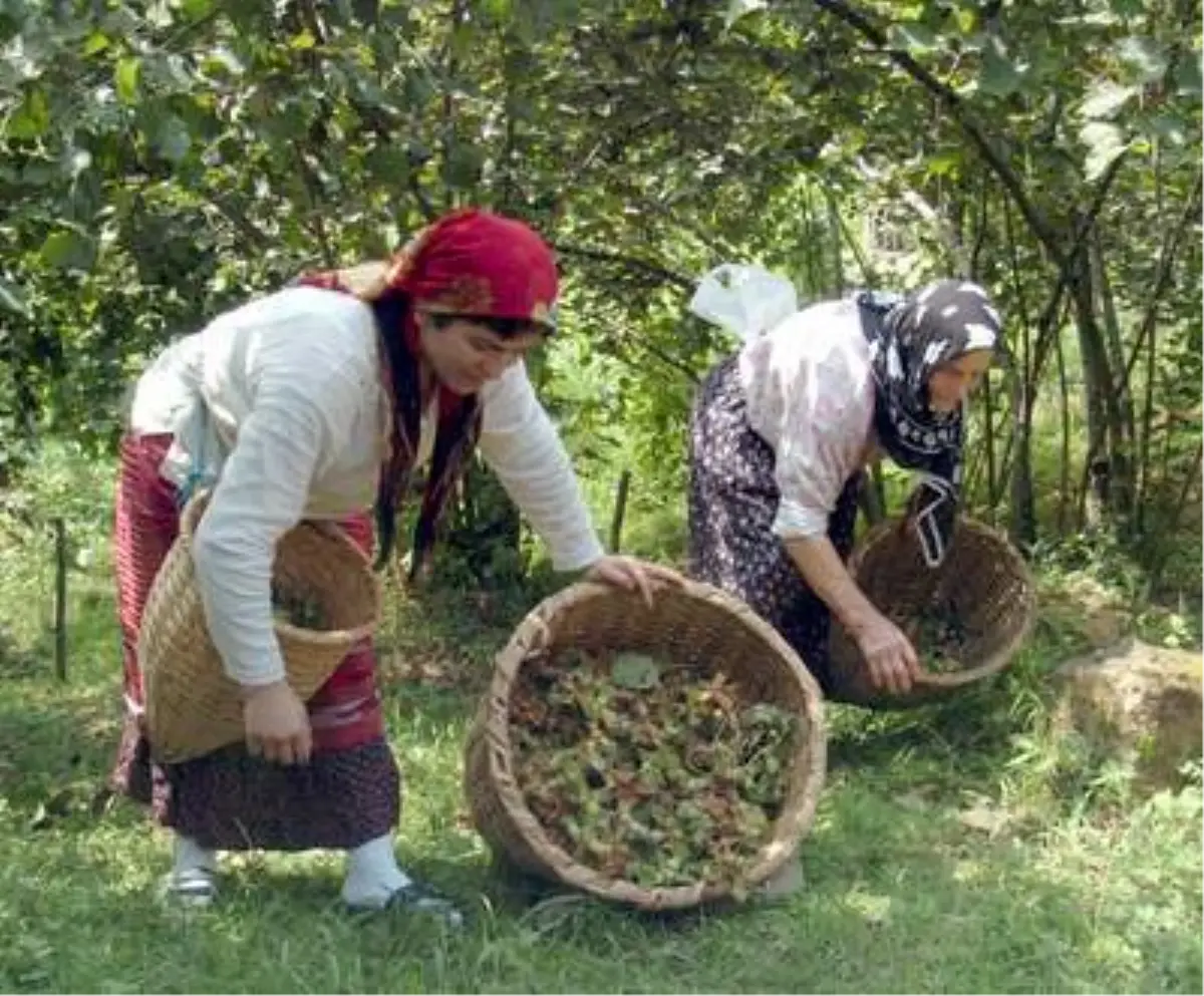 Fındık İşçilerinin Dramı