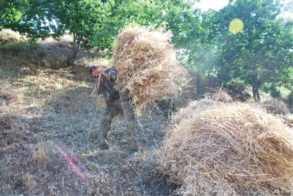 Geçen Yıl Saman Fiyatları El Yakınca Bu Yıl Besici Tedbirini Erken Aldı