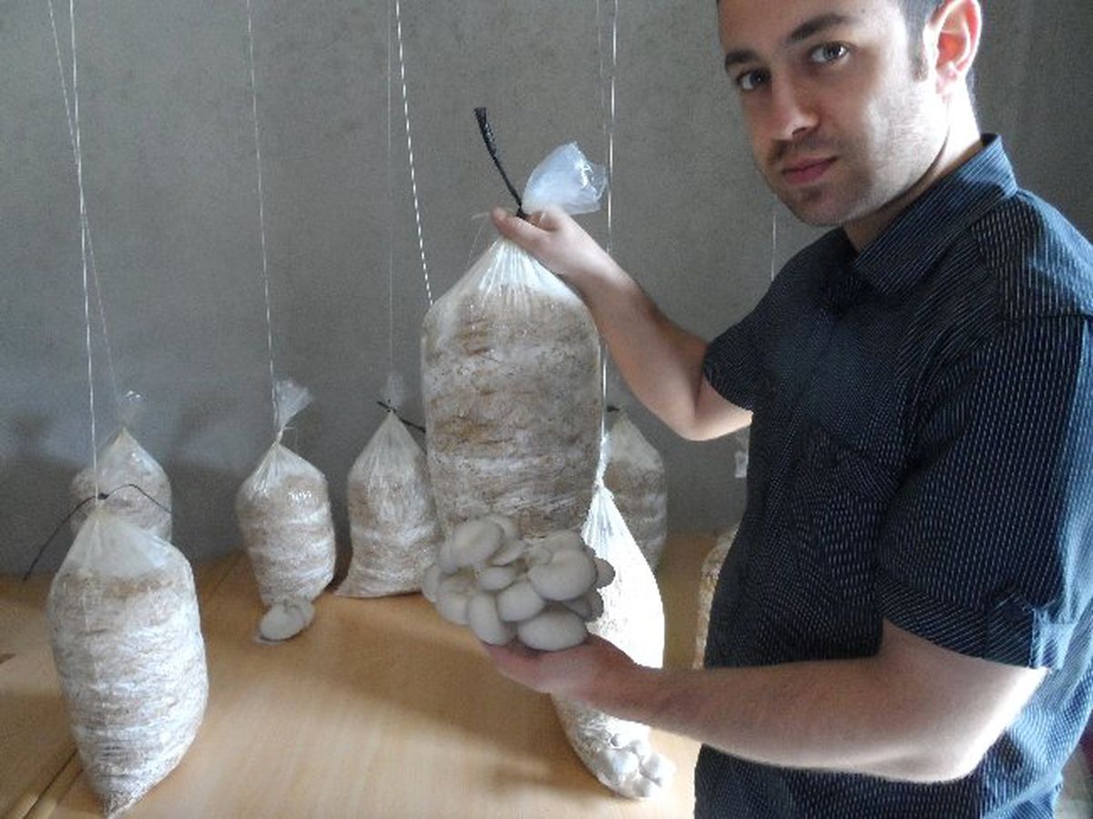 İlçe Tarım Müdürlüğünden "İstiridye Mantarı Yetiştiriciliği" Çalışması