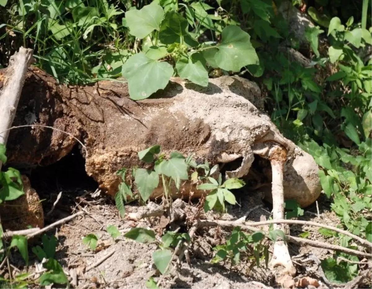 Köpek Ölüsü Sandılar, İnsan Cesedi Çıktı