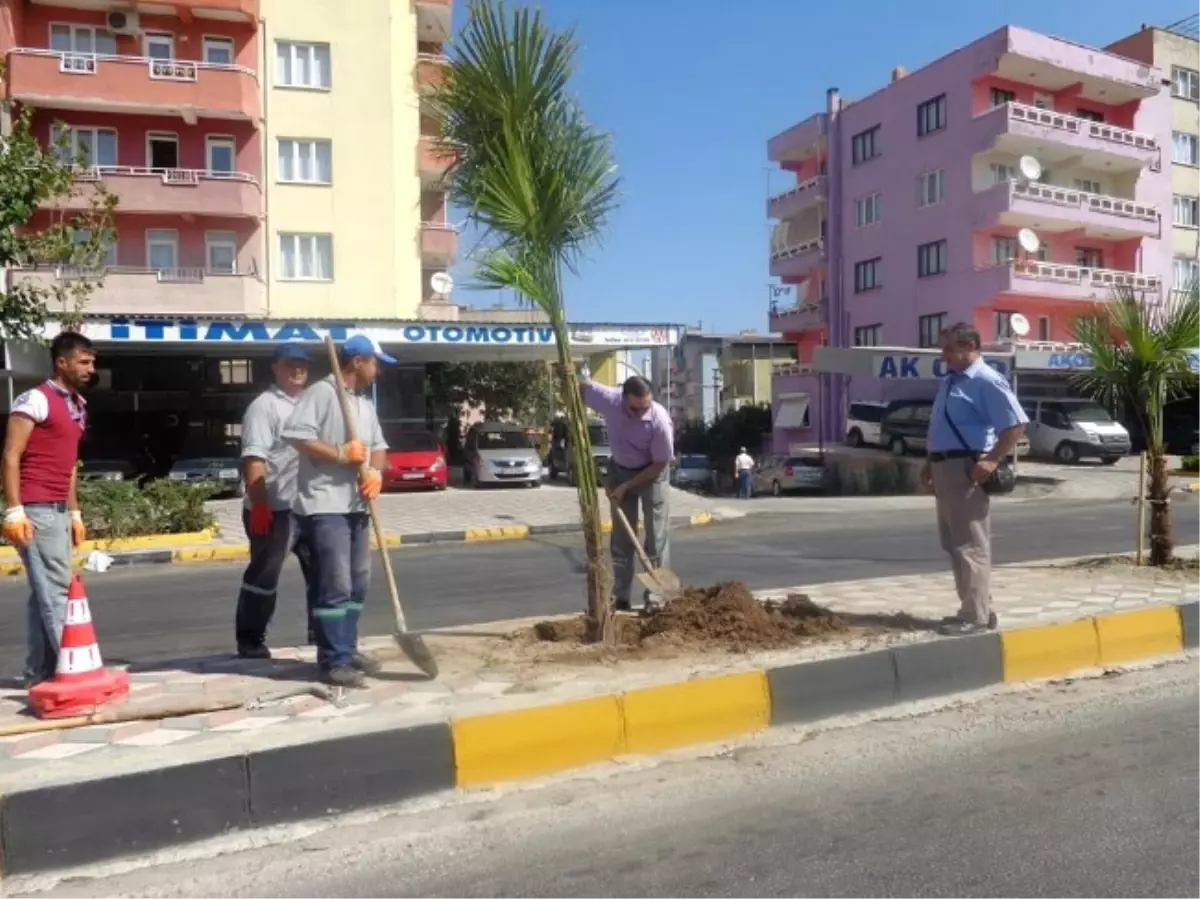 Soma\'da Kuruyan Palmiyeler Yeniden Dikildi