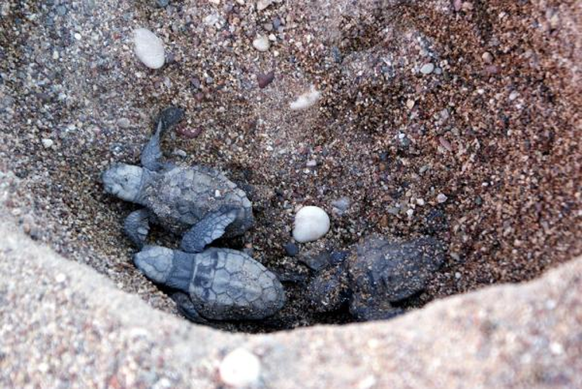 Yavru Caretta Carettalar Denizle Buluşuyor
