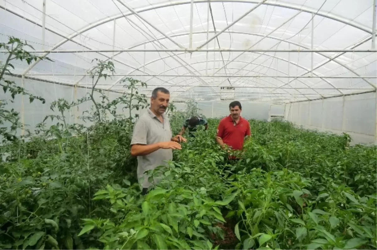 Düzce Tarımında Temmuz Ayı Faaliyetleri Açıklandı