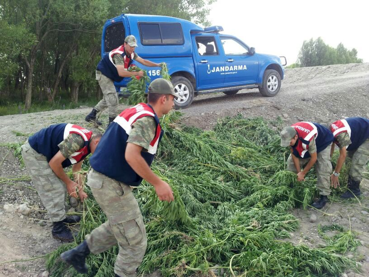 Erzurum\'da 19 Bin 560 Kök Kenevir Ele Geçirildi