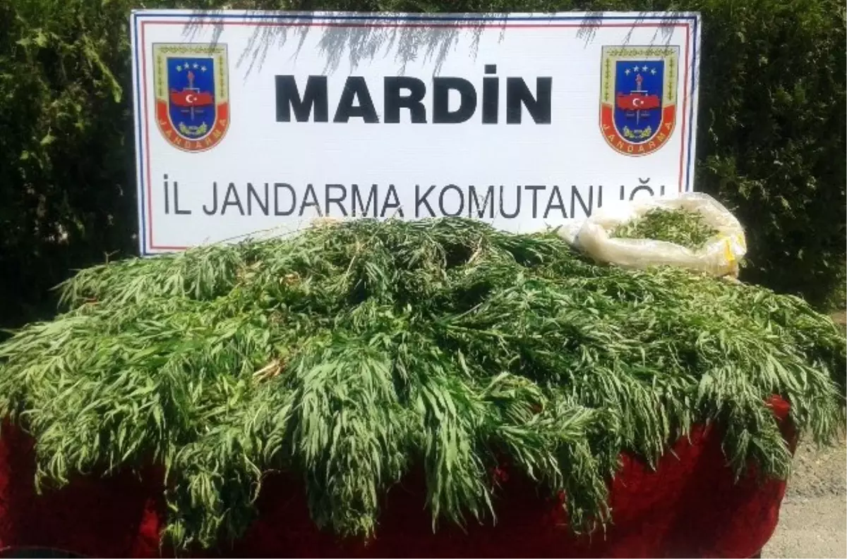 Mardin\'de 3 Bin 877 Adet Hint Keneviri Ele Geçirildi