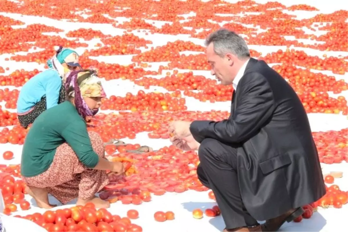 Şıktaşlı, Mevsimlik Domates Kurutma İşçilerinin Sorunlarını Dinledi