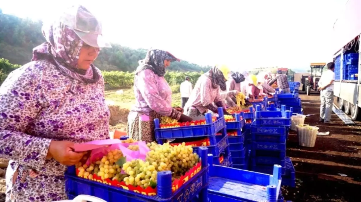 Üzümün Başkenti Sarıgöl\'de Hasat Başladı