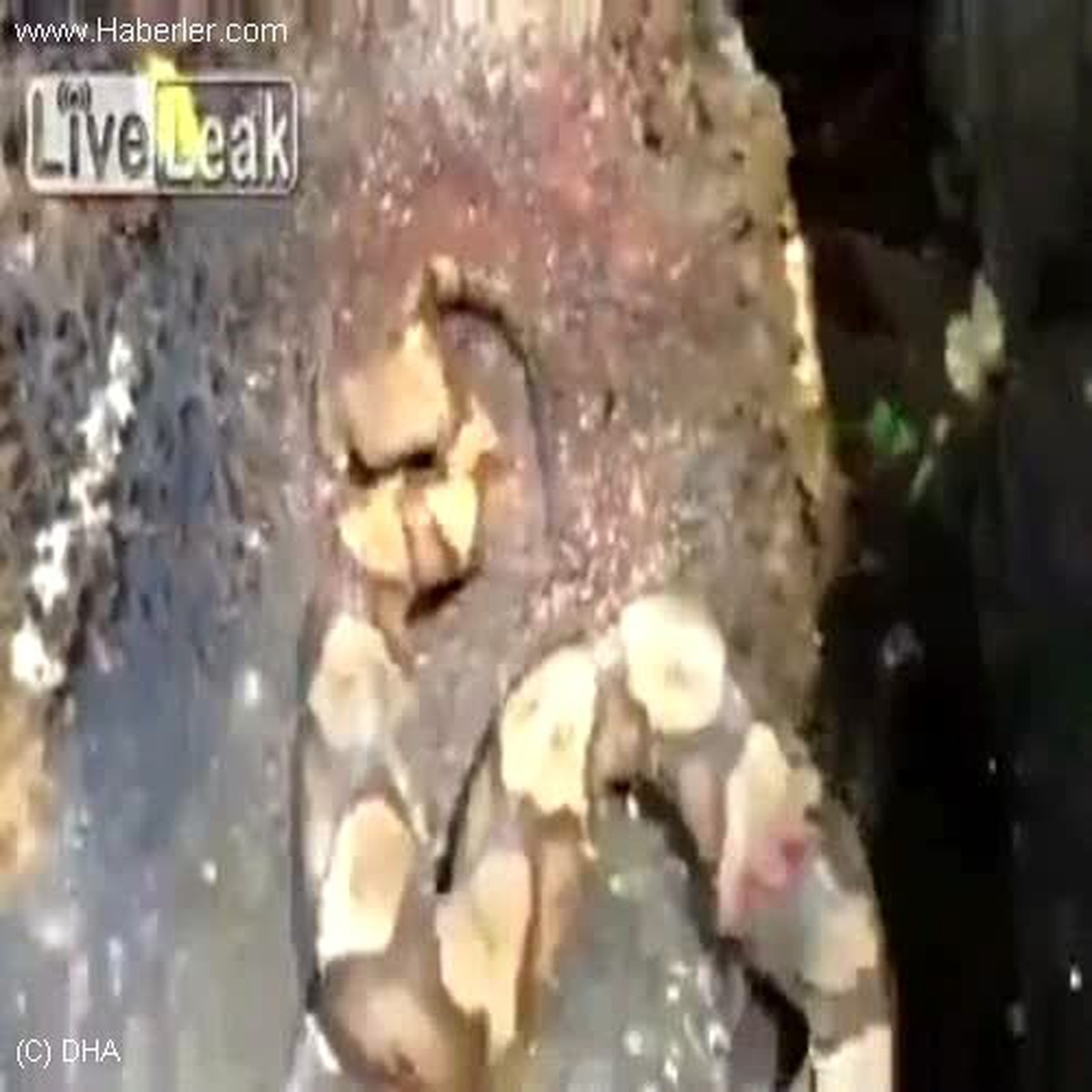 Yılanın Kopuk Başı Kendi Bedenini Soktu