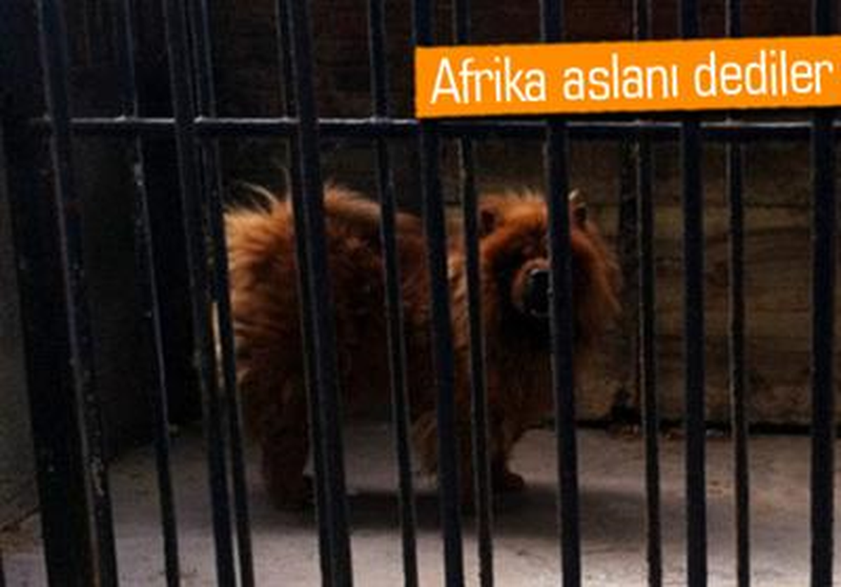 Aslan \'Hav\' Deyince Sahtekarlık Ortaya Çıktı