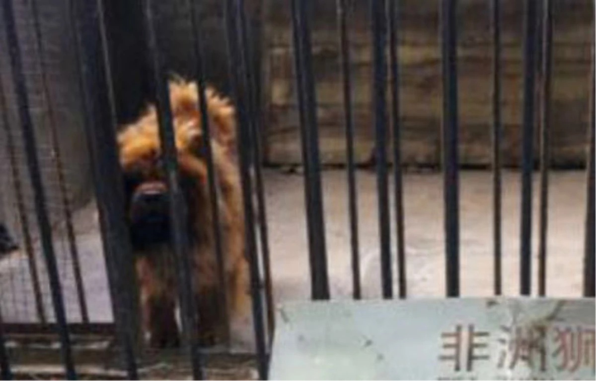 Çin\'deki Hayvanat Bahçesinde "Sahte" Aslan