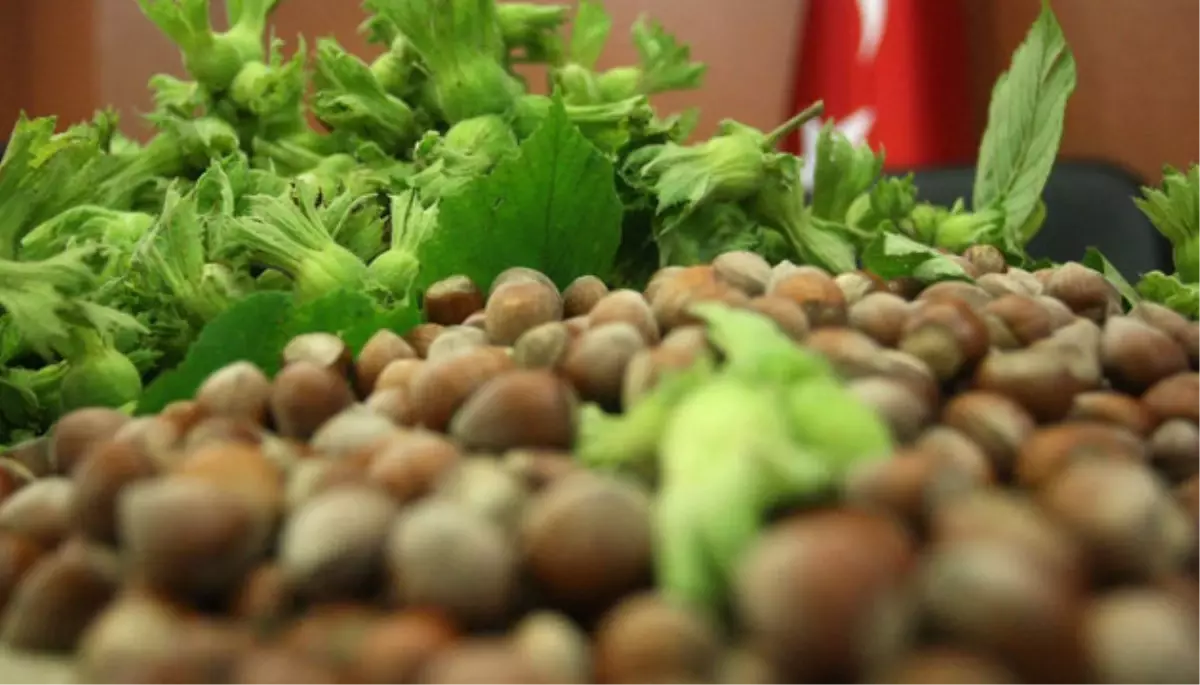 Fındık Üreticilerinin 2012 Yılı Ürünü Alan Bazlı Gelir Desteği Başvurularında Süre Uzatımı