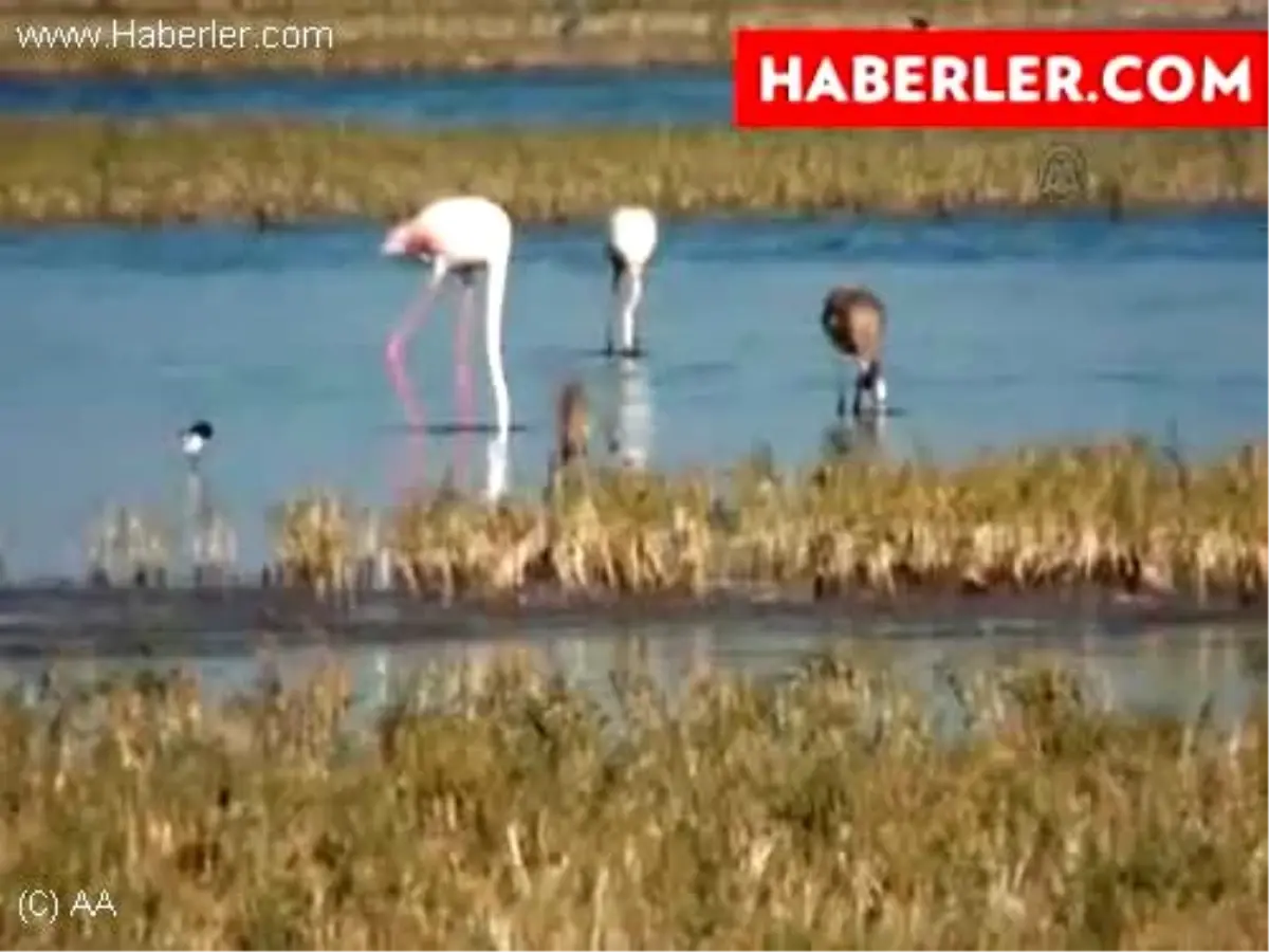 Flamingolarla iç içe yaşıyor