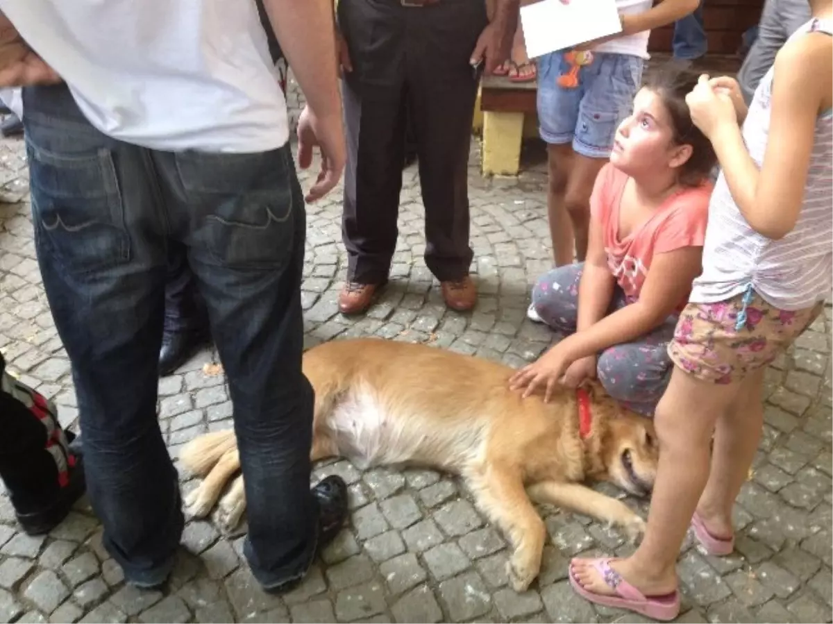 Havuzda Akıma Kapılan Köpek Telef Oldu