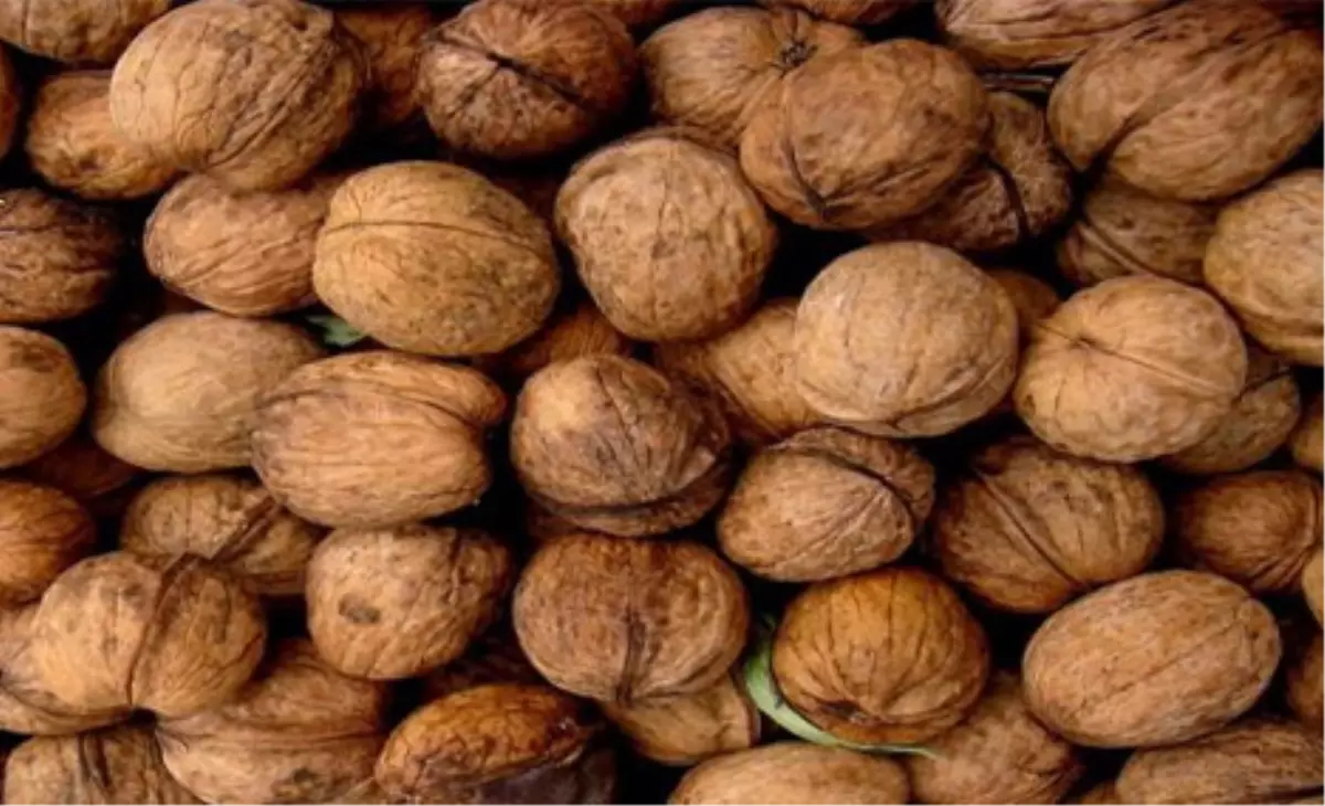 Hekimhan Cevizinde Tescil Çalışmaları Sürüyor