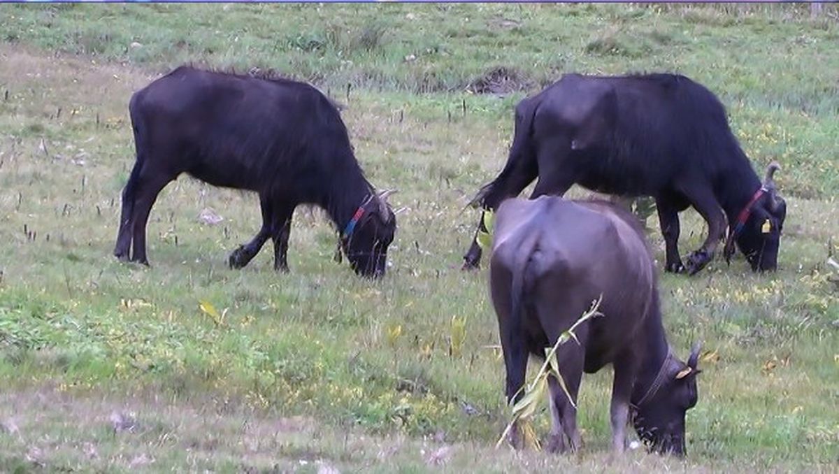 Manda Sayısını Artırmak İçin İtalya'dan Manda Spermi Getirildi
