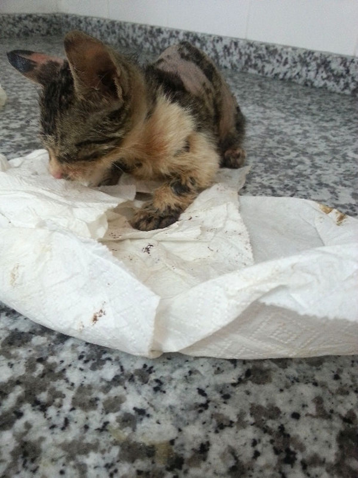 Zifte Bulanmış Yavru Kedi Hayata Döndürüldü