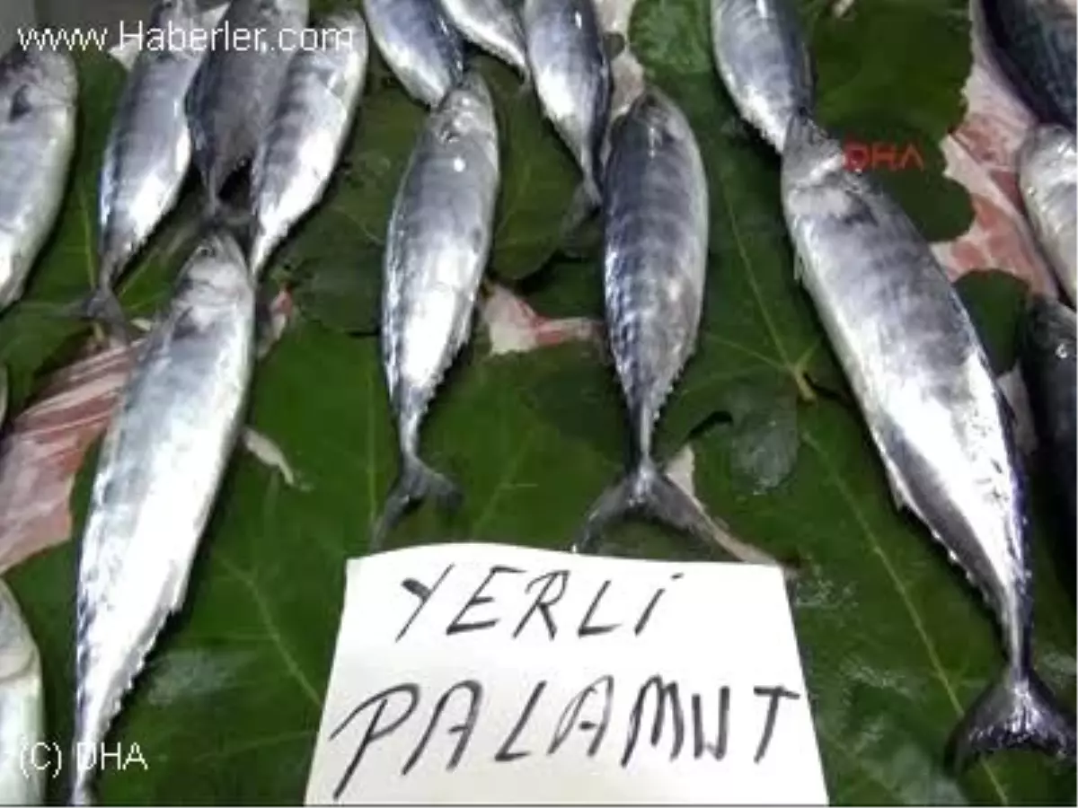 Zonguldak Olta Palamutu Tezgahta