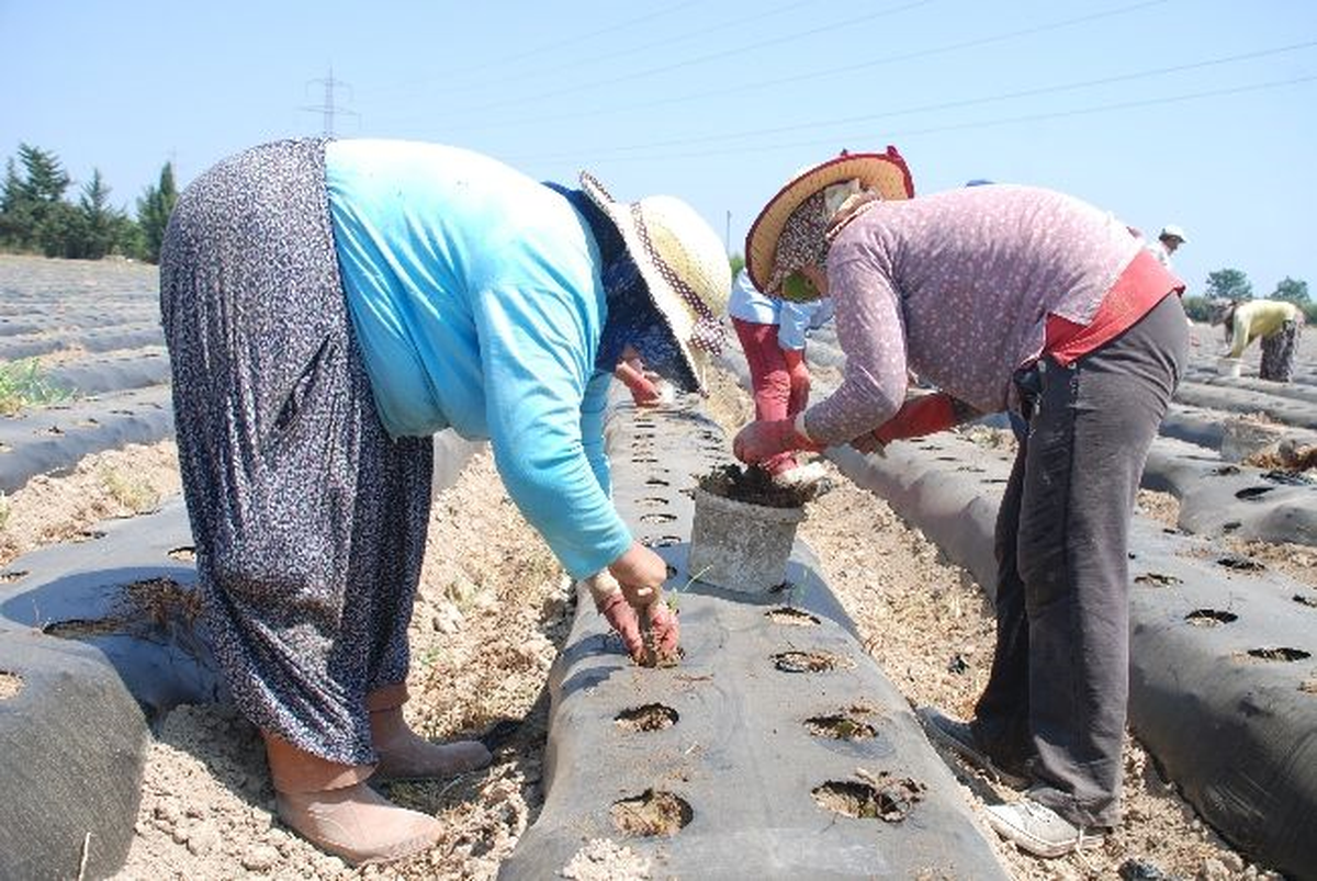 Çilek Fideleri Toprakla Buluştu