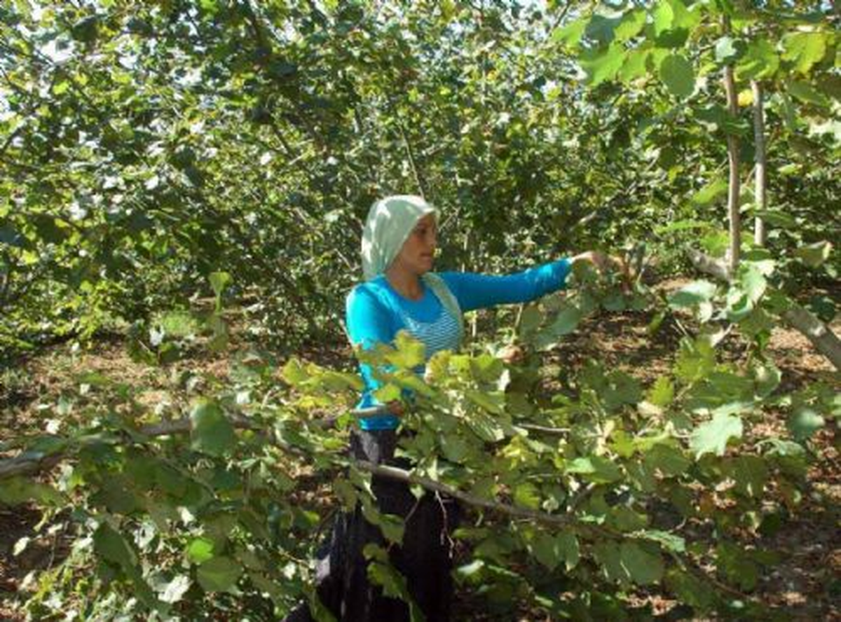 Fındık İşçileri Sıcakta Çalışıyor