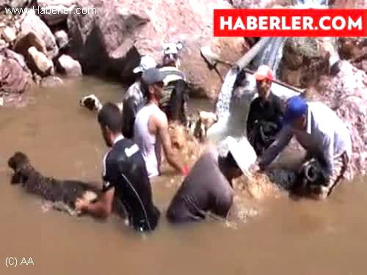 Sıcaktan bunalan hayvanlar derede serinledi