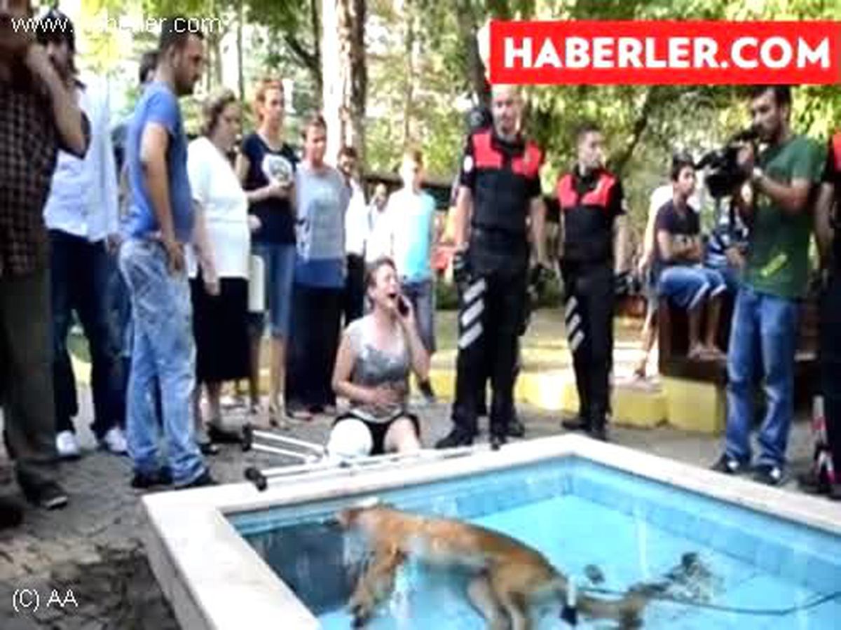 Telef olan köpeğinin başında sinir krizi geçirdi