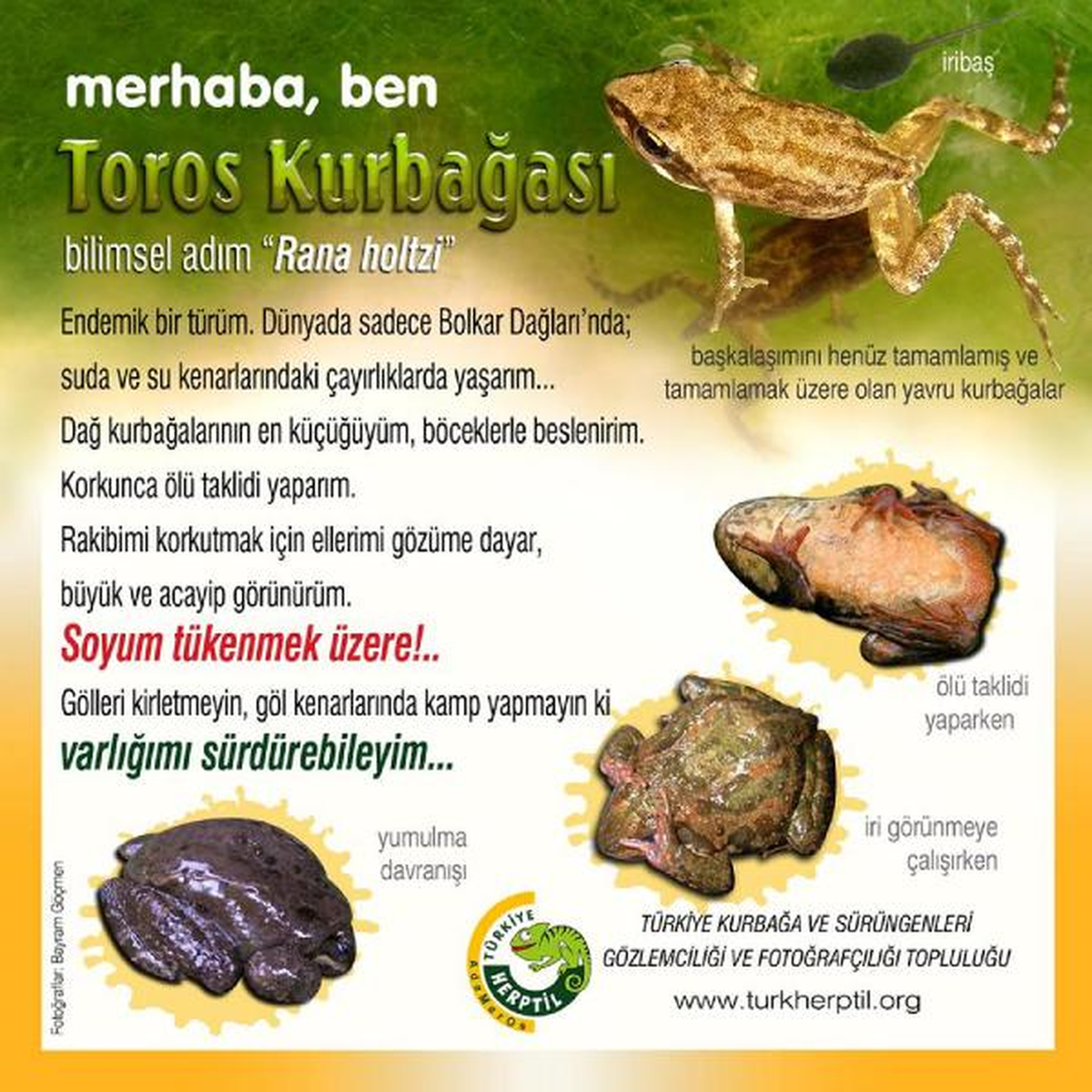 Toros Kurbağasının Nesli Tehdit Altında