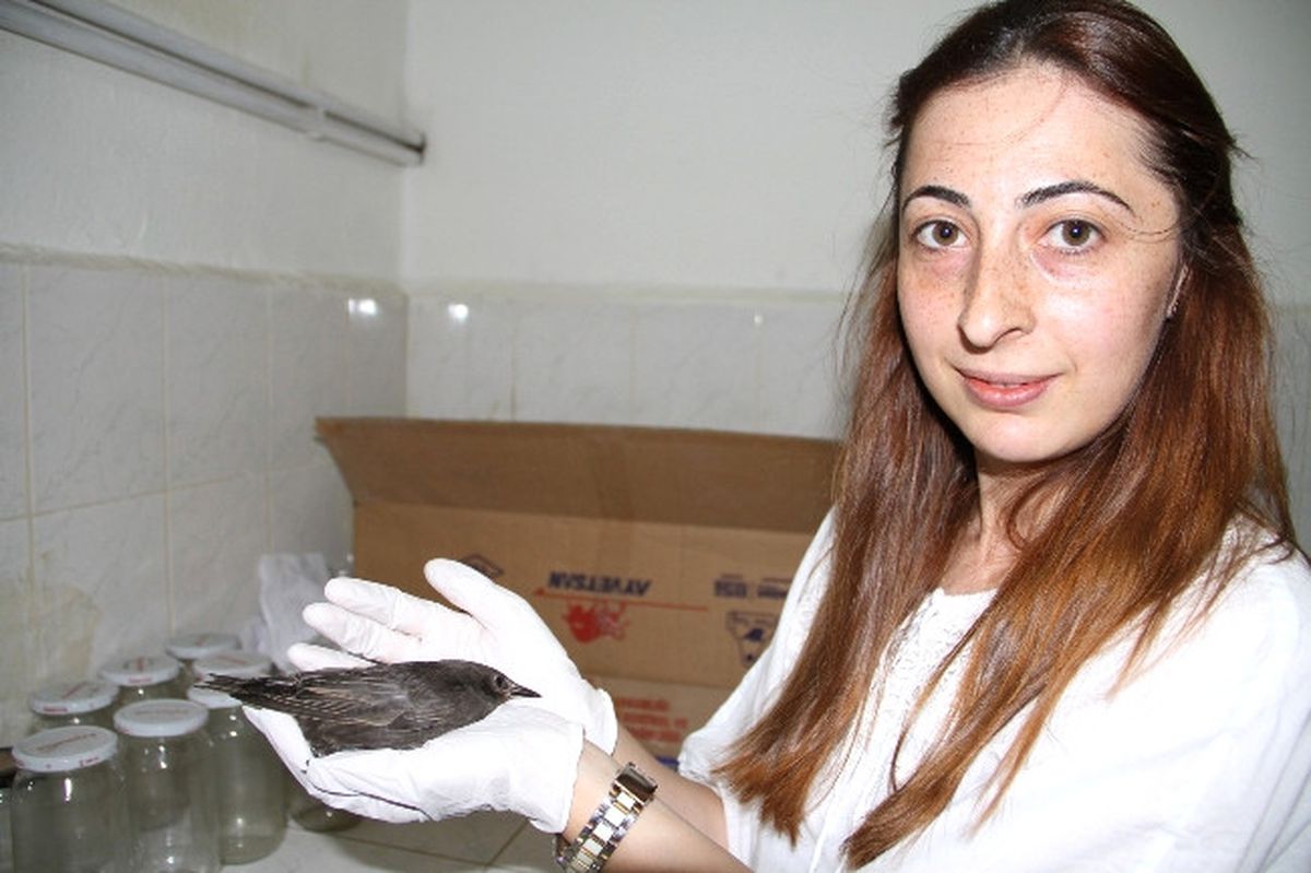 Yaralı Saka Kuşu Koruma Altında